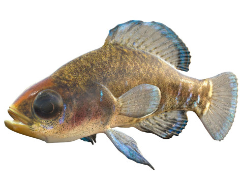 Ikan Matahari Kerdil Pantai Teluk Model 3D