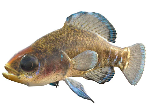 Gulf Coast Pygmy Sunfish 3D Model