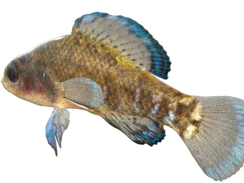 Gulf Coast Pygmy Sunfish 3D Model