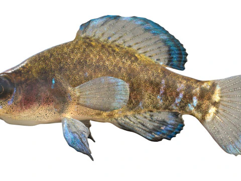 Gulf Coast Pygmy Sunfish 3D Model