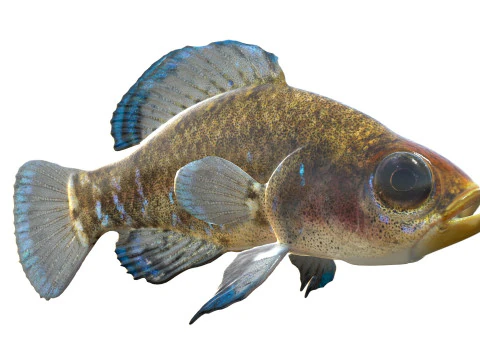 Gulf Coast Pygmy Sunfish 3D Model