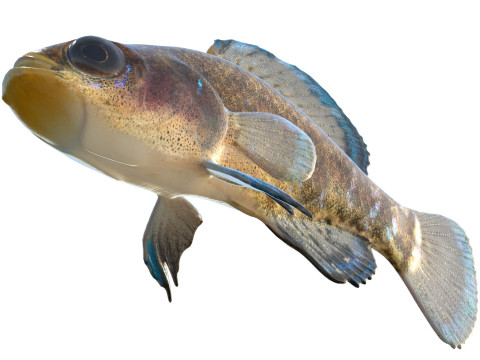 Ikan Matahari Kerdil Pantai Teluk Model 3D