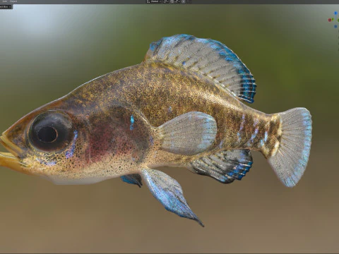 Gulf Coast Pygmy Sunfish 3D Model