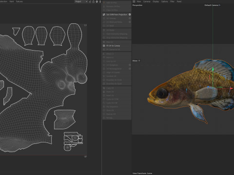 Ikan Matahari Kerdil Pantai Teluk Model 3D