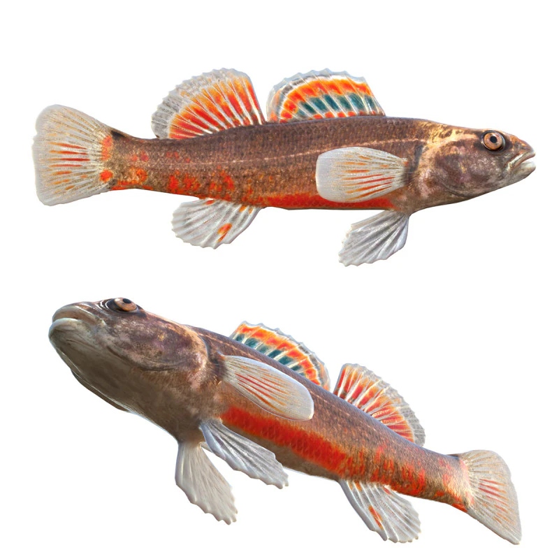Gulf Darter 3D Model .c4d .max .obj .3ds .fbx .stl .blend 
