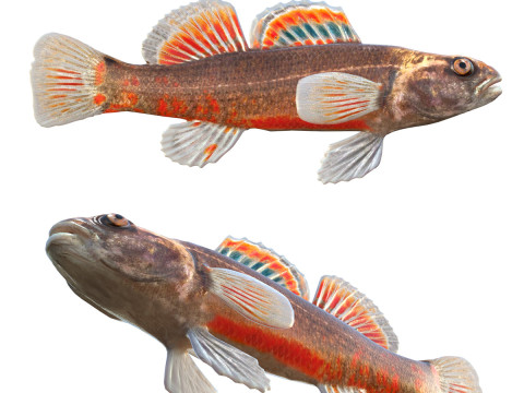 Teluk Darter Model 3D