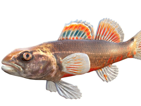 Golfo Darter Modello 3D