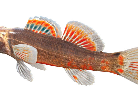 Golfo Darter Modello 3D