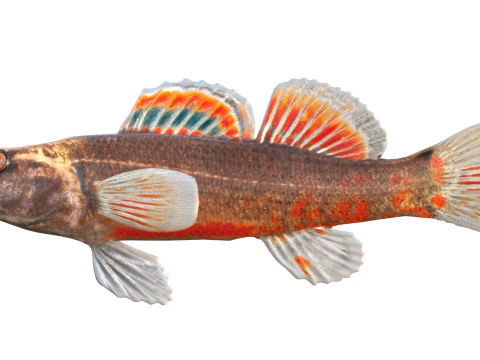 Gulf Darter 3D Model