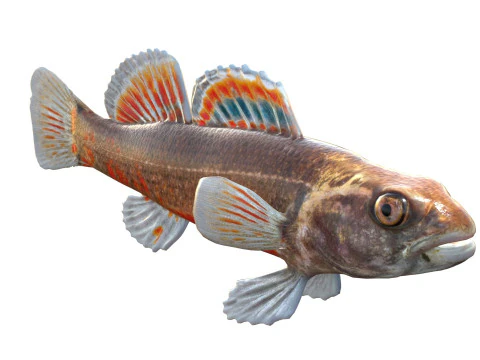 Gulf Darter 3D Model