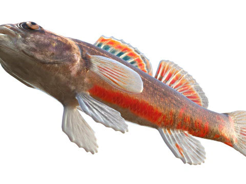 Gulf Darter 3D Model