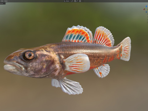 Golfo Darter Modello 3D