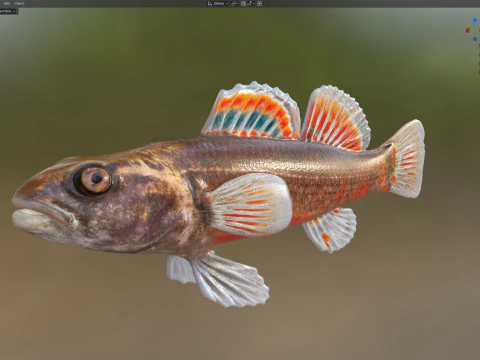 Gulf Darter 3D Model