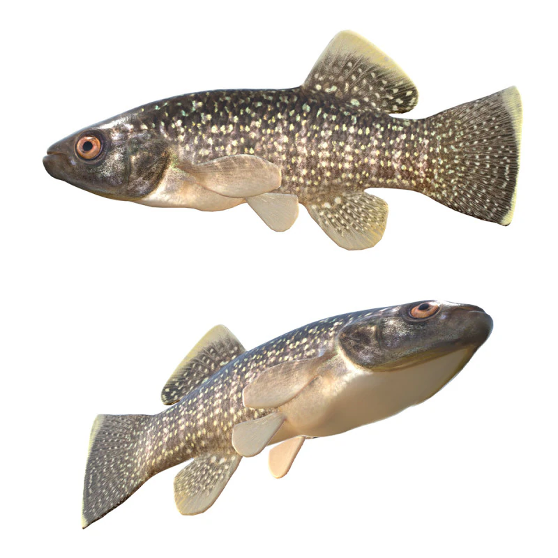 Gulf Killifish 3D Model .c4d .max .obj .3ds .fbx .stl .blend 