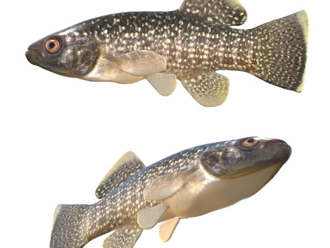 Ikan Teluk Killifish Model 3D