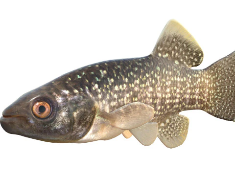 Gulf Killifish 3D Model