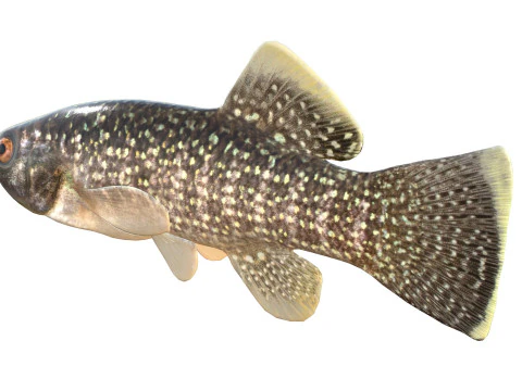 Gulf Killifish 3D Model