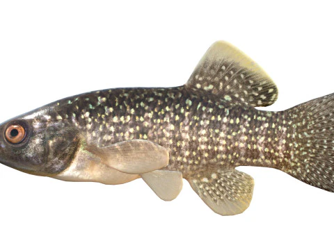 Gulf Killifish 3D Model