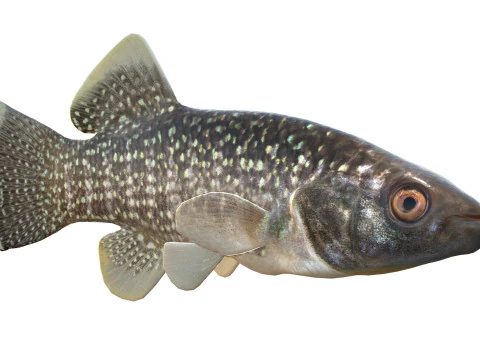 Gulf Killifish 3D Model