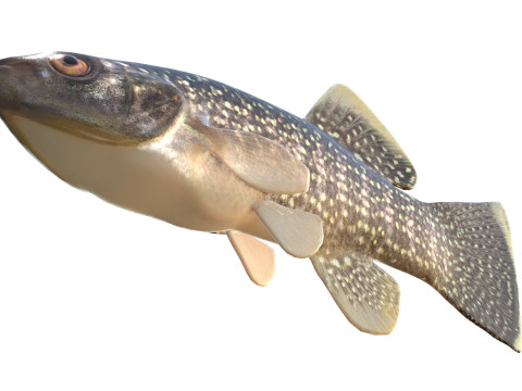 Killifish del Golfo Modello 3D