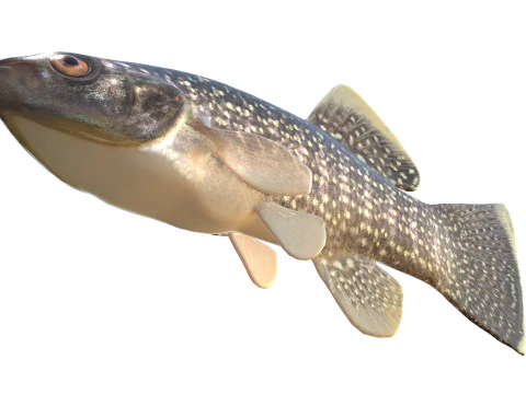 Gulf Killifish 3D Model