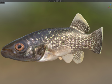 Killifish del Golfo Modello 3D