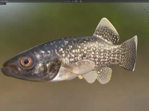 Gulf Killifish 3D Model