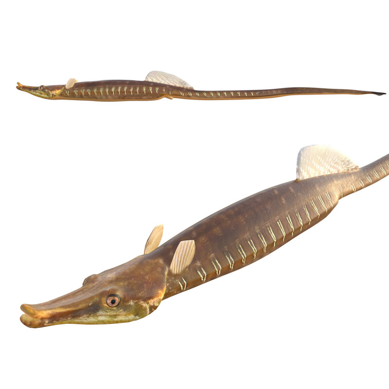 Pesce ago del Golfo Modello 3D .c4d .max .obj .3ds .fbx .stl .blend 