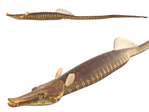 Ikan Pipa Teluk Model 3D