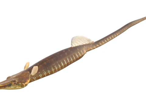 Gulf Pipefish 3D Model