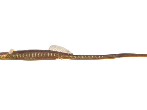 Gulf Pipefish 3D Model