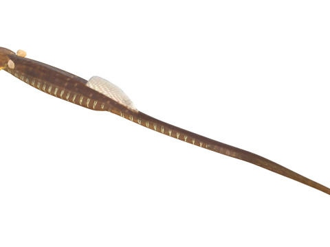 Pesce ago del Golfo Modello 3D