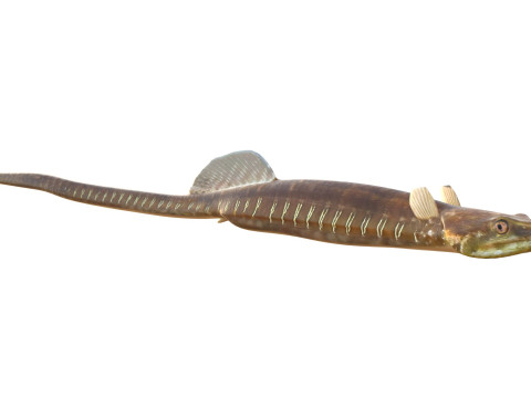 Pesce ago del Golfo Modello 3D
