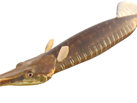 Pesce ago del Golfo Modello 3D