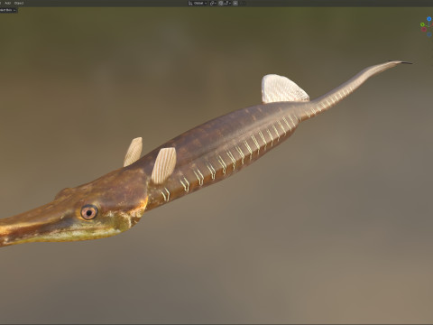 Pesce ago del Golfo Modello 3D