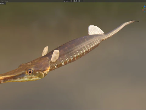 Gulf Pipefish 3D Model