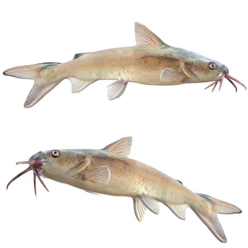 Hardhead Catfish 3D Model .c4d .max .obj .3ds .fbx .stl .blend 