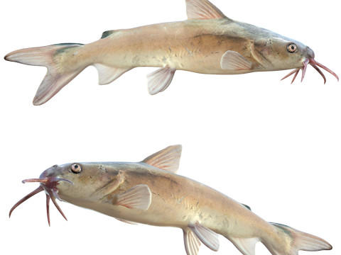 Ikan Lele Keras Model 3D