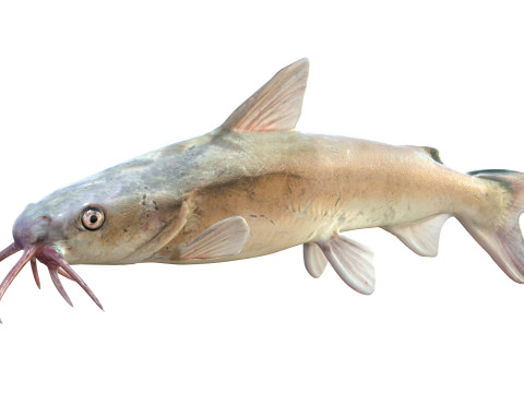 Harde meerval 3D Model