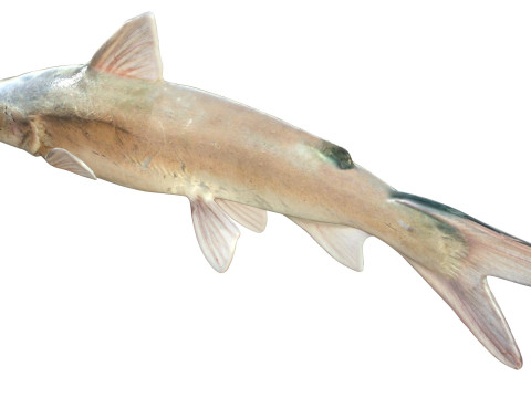 Harde meerval 3D Model