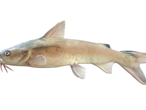 Hardhead Catfish 3D Model