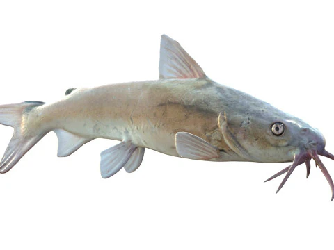 Hardhead Catfish 3D Model