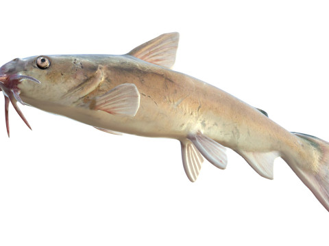 Harde meerval 3D Model