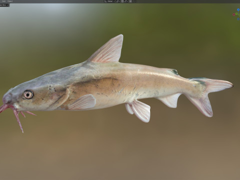 Harde meerval 3D Model