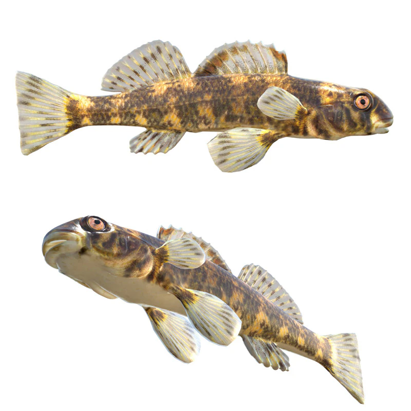 Harlequin darter 3D Model .c4d .max .obj .3ds .fbx .stl .blend 