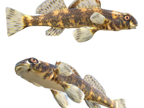 Pelari Harlequin Model 3D