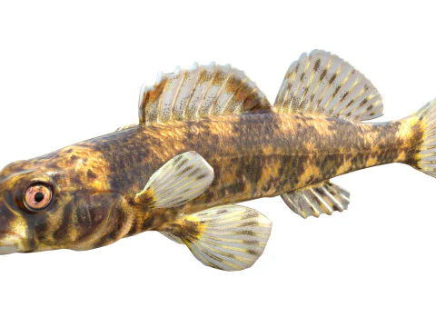 Harlequin darter 3D Model