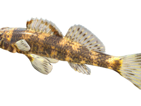 Darter Arlecchino Modello 3D