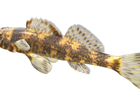 Harlequin darter 3D Model