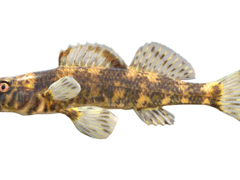 Harlequin darter 3D Model